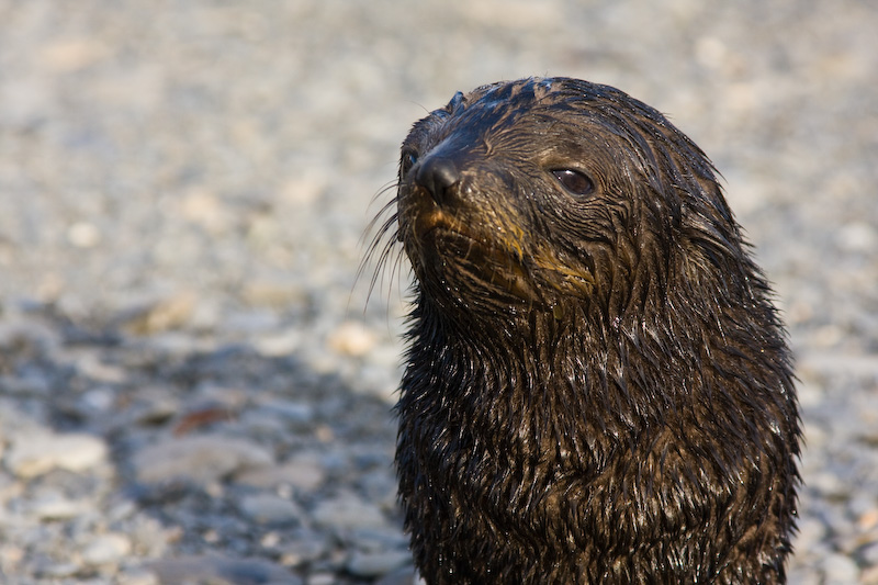 Juvenile Antarctic Fur Seal